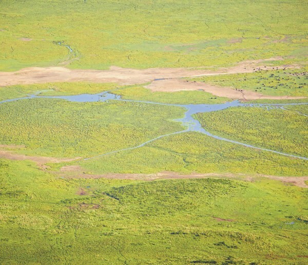 Mural Africa Landscape Green