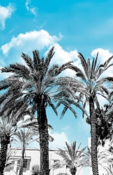 Palm Trees Mural Tropical Blue Black Smita Good Vibes
