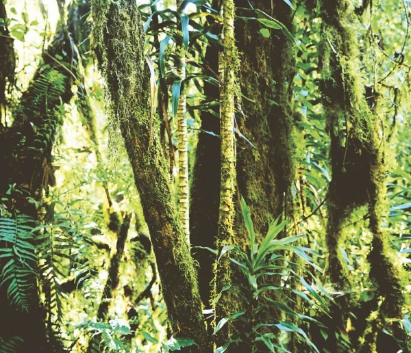 Dschungel Grün Wandbild Vlies