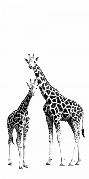 Wandbild Giraffen Xl